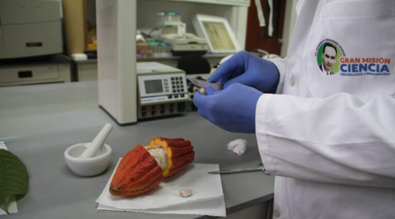 Científicos e investigadores aspiran preservar genética del cacao venezolano
