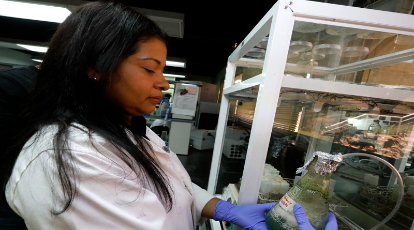 Científicos venezolanos impulsan proyecto para mejorar producción del cacao