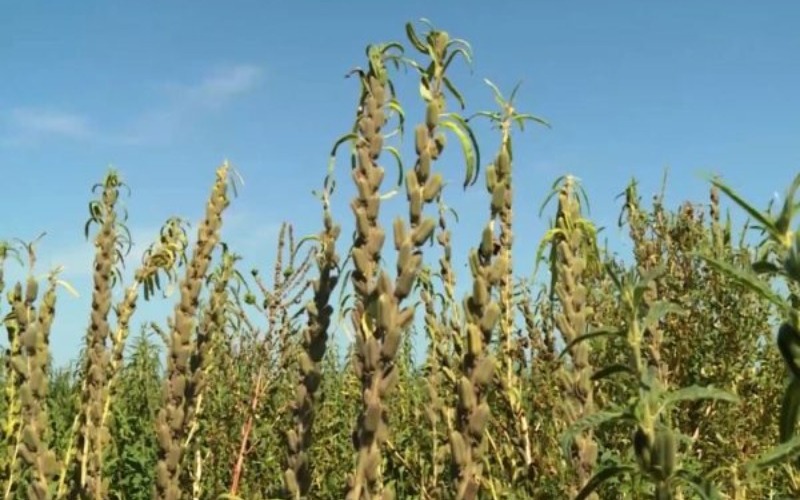 Fedeagro indicó que 95 % de la producción de ajonjolí es de exportación