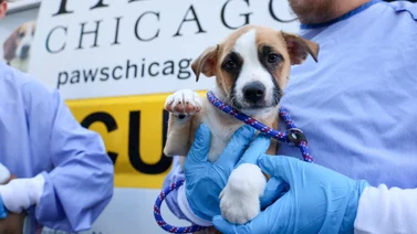 Refugio de Chicago rescata a animales afectados por huracanes en Florida
