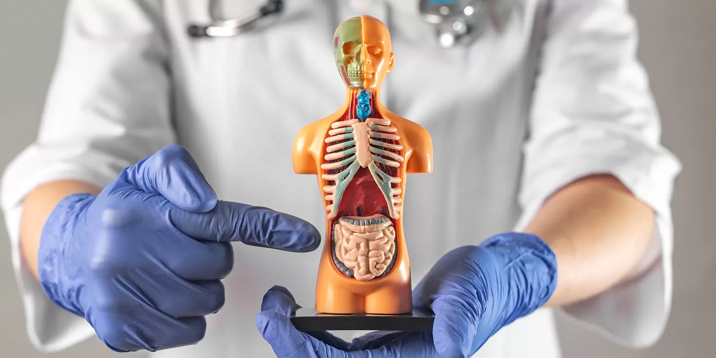 Los niños que se acuestan temprano tienen mejor salud intestinal