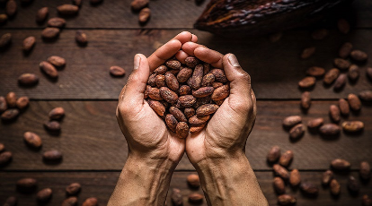 El cacao o cacaotero y 10 de los beneficios que le brindan a tu salud