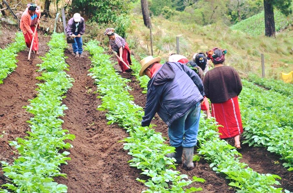 Entregan créditos a más de 40 productores agrícolas de Mérida