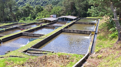Productores acuícolas reactivan la producción de truchas en el estado Mérida