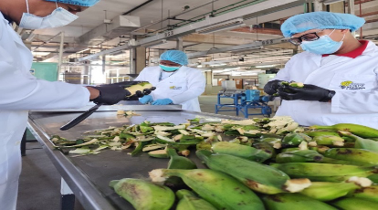 Investigadores impulsan proyecto para transformar topocho verde en harina (+ Fotos)