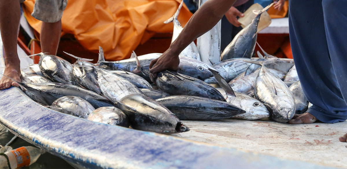 Venezuela exporta más de 40 especies de pescado a 38 países