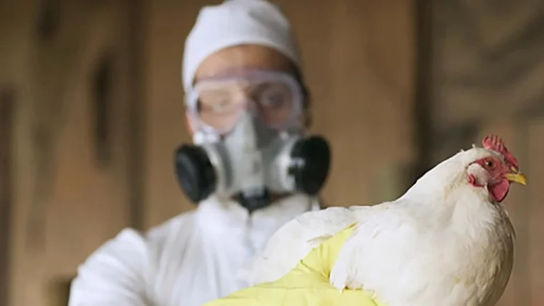 Detectan el primer caso de gripe aviar en un niño residenciado en California