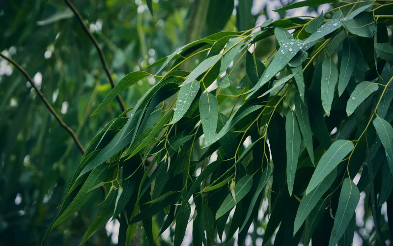 La planta medicinal que ayuda a descongestionar los pulmones, permite la desinfección de heridas y alivia resfriados