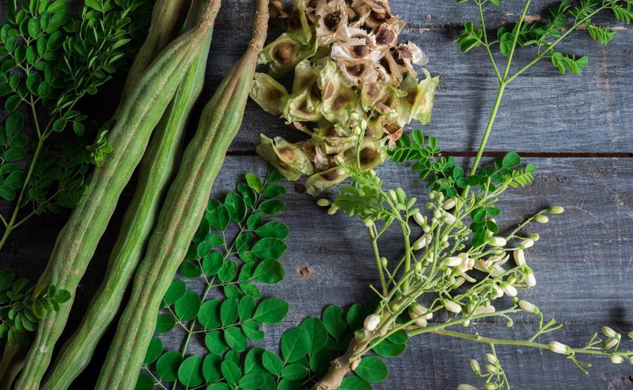 ¿Qué es y cuáles son los beneficios de consumir la Moringa?