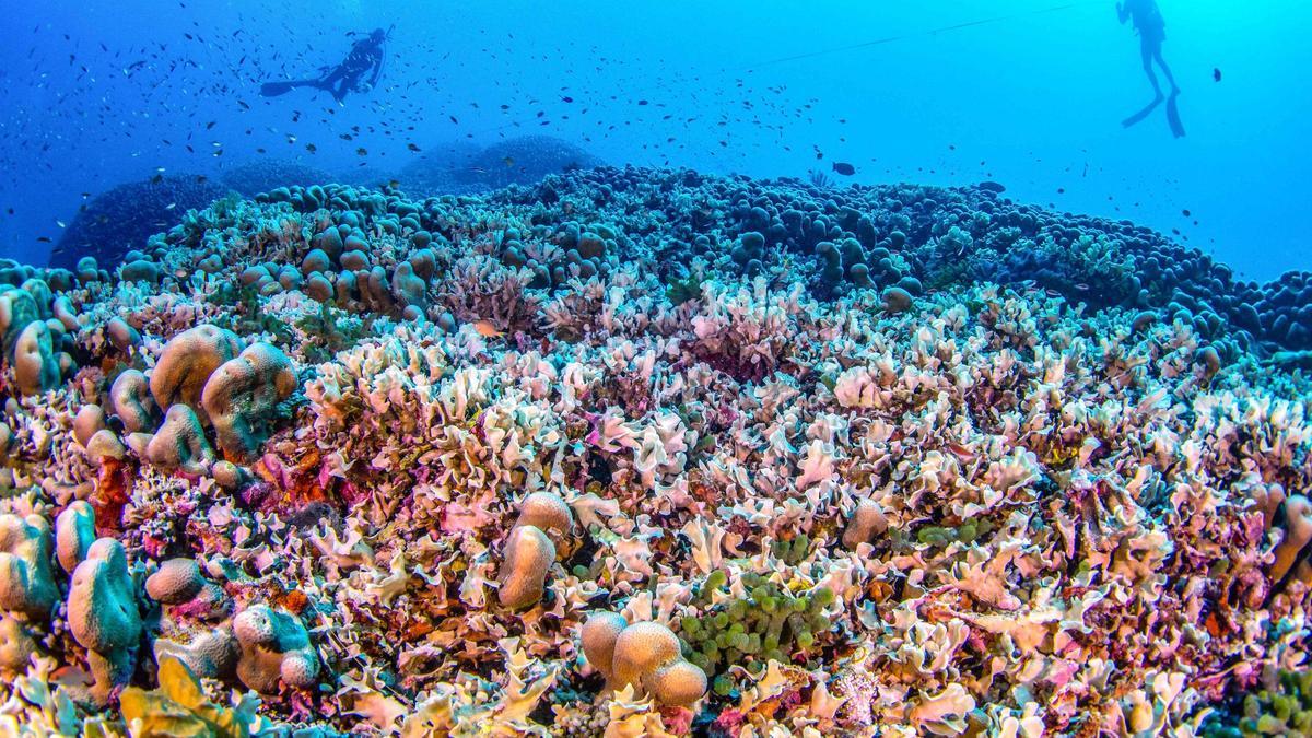 Científicos descubren el mayor coral del mundo: es tan grande que se puede ver desde el espacio