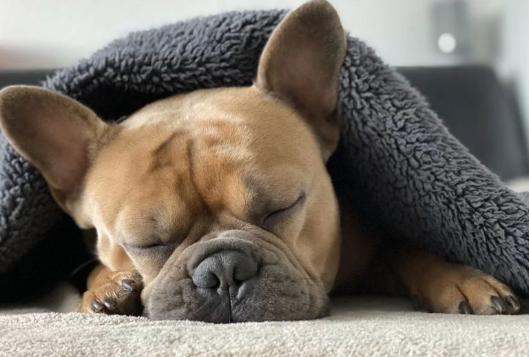 Los perros permanecen despiertos por la noche pensando en sus problemas al igual que los humanos, según estudio