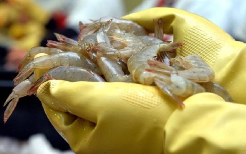 Más de dos mil 800 toneladas de camarones del Grupo Lamar fueron exportadas a China