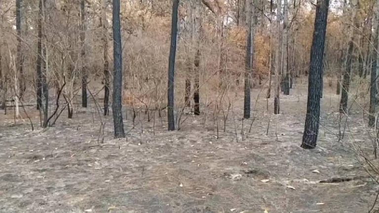 Detienen a un hombre por provocar incendiö en el bosque de Uverito de Monagas
