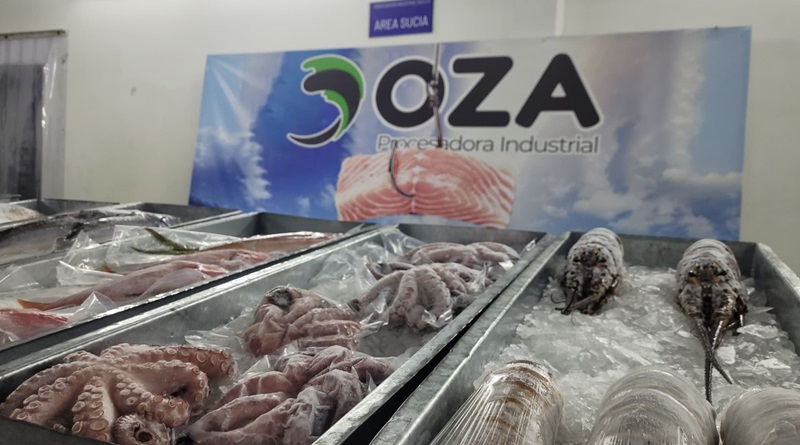 Miranda inicia exportación de medusa bola de cañón a China