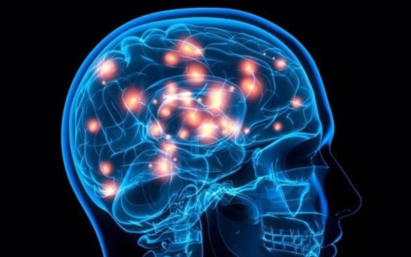 Descubren cómo la dopamina activa por separado la motivación y el refuerzo de la conducta