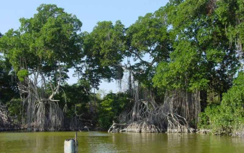 Ecuador buscará proteger 150.000 hectáreas de manglar para reducir riesgo de inundaciones (+ Detalles)