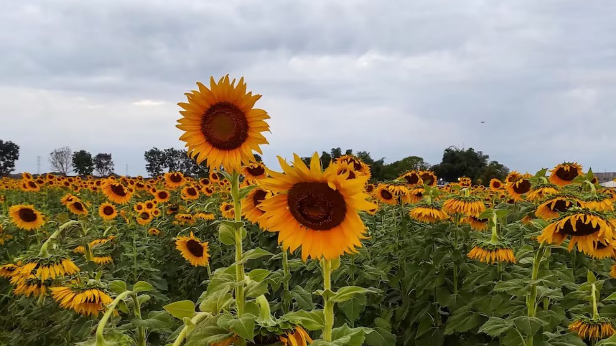 Portuguesa da inicio a la temporada de girasoles 2024 para turistas