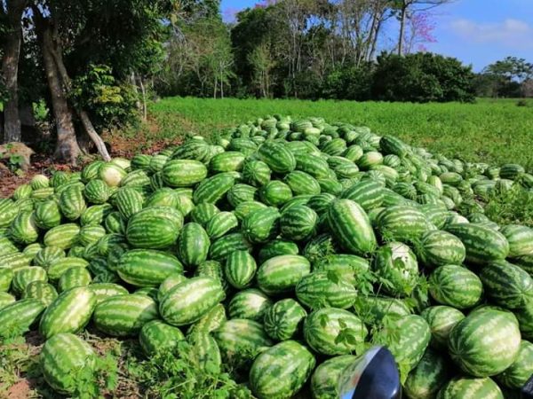 Temporada alta de patillas comenzó en Delta Amacuro con productiva cosecha en 6 comunidades