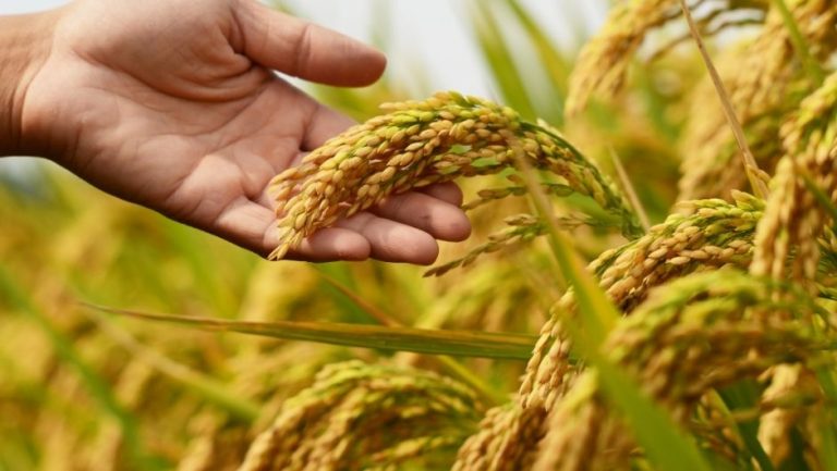 Hectáreas sembradas de arroz en el país se incrementaron en 29,47% en 2024, según Fevearroz