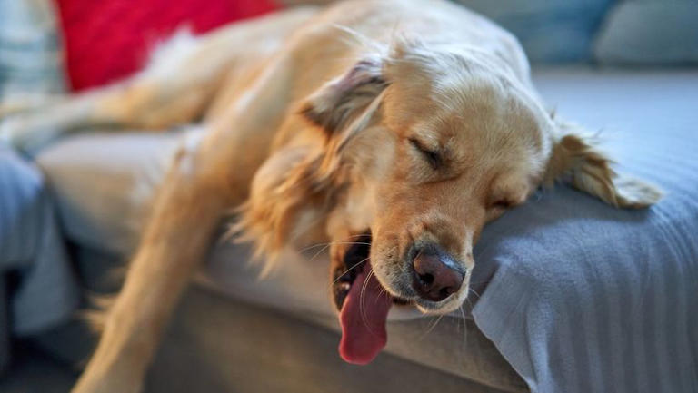 El lugar ideal para que los perros duerman, según los veterinarios