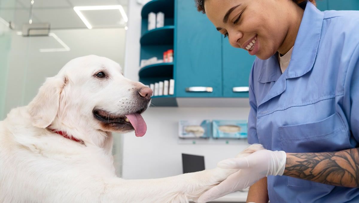 Operativos de atención veterinaria protegen salud de mascotas en Miranda
