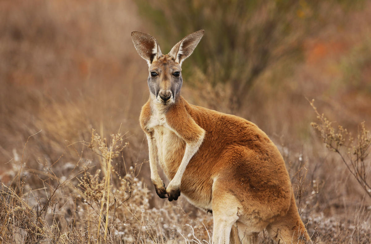 ¡Logro científico! Australianos logran crear el primer embrión de canguro mediante fertilización in vitro (+ Foto)