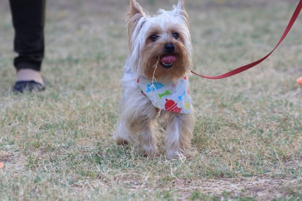 Tercer aniversario del plan de socialización canina en Lechería, se celebró por todo lo alto