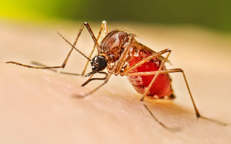 Uruguay se mantiene sin casos nativos de dengue en 2025