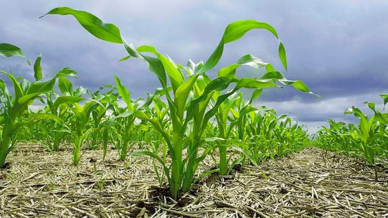La sequía golpea el agro uruguayo y se encuentra en alerta por la falta de lluvias (+ Detalles)