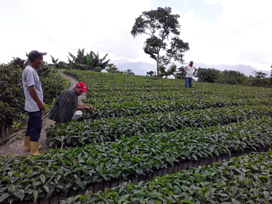 Plan Nacional de Atención a Productoras y Productores de Café inició en el estado Lara