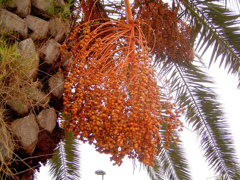 Científicos crean prometedor fármacö para mejorar rëndimiento físico usando un fruto que en Chile se desecha