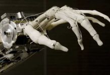 Científicos diseñaron una mano robótica con músculos «vivös» con la misma resistencia de los humanos