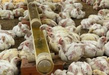 Comuna Mayorquín III de Barcelona avanza con proyecto para criar pollos aprobado en la Consulta Popular Nacional