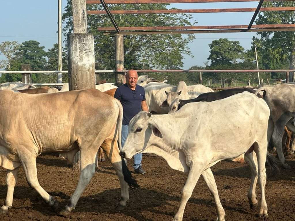 La Fría se consolida como un importante enclave ganadero del estado Táchira
