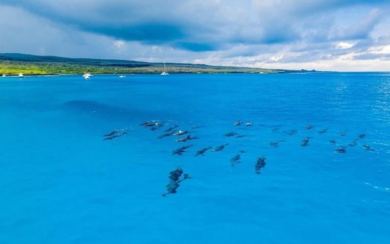 Guardaparques avistan más de cien delfines nadando cerca de la isla Floreana en Galápagos