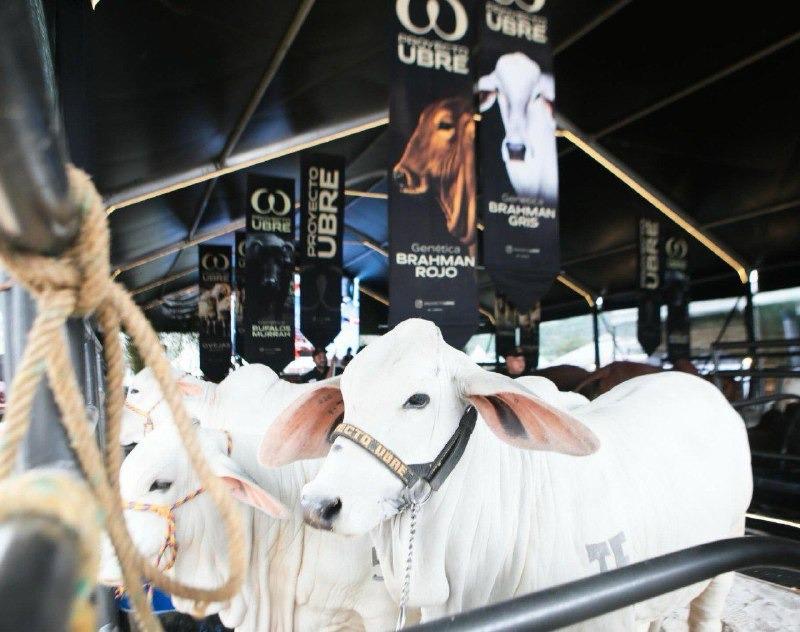 Venezuela es el tercer país exportador en genética ganadera de América Latina