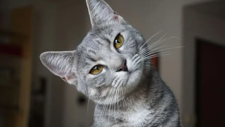 El ronroneo de los gatos podría tener efectos terapéuticos en su propio cuerpo