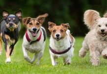 Científicos comprueban por qué tener perros o gatos beneficia la salud del ser humano