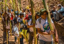 Tradición intacta: 400 Palmeros de Chacao bajaron del Waraira Repano (+ Detalles)