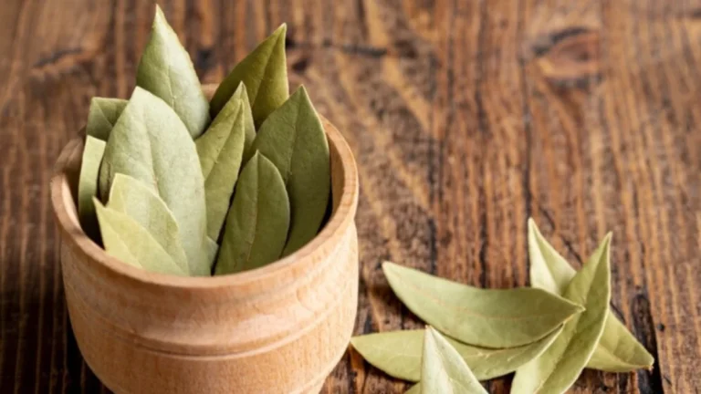 Una opción económica y saludable: cómo usar hojas de laurel en casa para ahuyentar insectös y cucarachäs