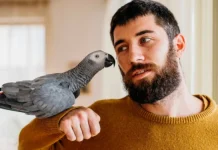 Nada de gatos o hámster: a las personas del signo Géminis les va bien con una mascota emplumada