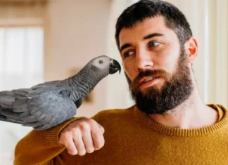Nada de gatos o hámster: a las personas del signo Géminis les va bien con una mascota emplumada