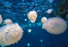 Inicia temporada de reproducción de medusas en las costas de Carabobo: autoridades alertan no sacarlas del agua
