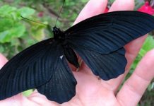 Feng Shui y creencias: el mensaje oculto de la mariposa negra en tu hogar