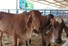 Feria Agroturística busca impulsar proyectos en el estado Anzoátegui