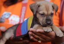 Profesionales veterinarios realizarán jornada gratuita para mascotas en Caracas el fin de semana