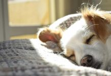¿Cómo se despiden los perros antes de môrir? Todas las señales para saber si tu mascota vive sus últimos días (+ Detalles)