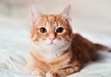 ¿Por qué los gatos naranjas son tan únicos? La ciencia por fin tiene la respuesta