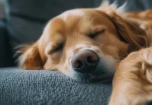Un estudio reveló que los perros sueñan que juegan con sus dueños (+ Detalles)