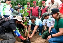 Poder Popular y Brigadas Ecológicas de La Guaira refuerzan la identidad guaireña con el árbol regional, el uvero de playa (+ Fotos)
